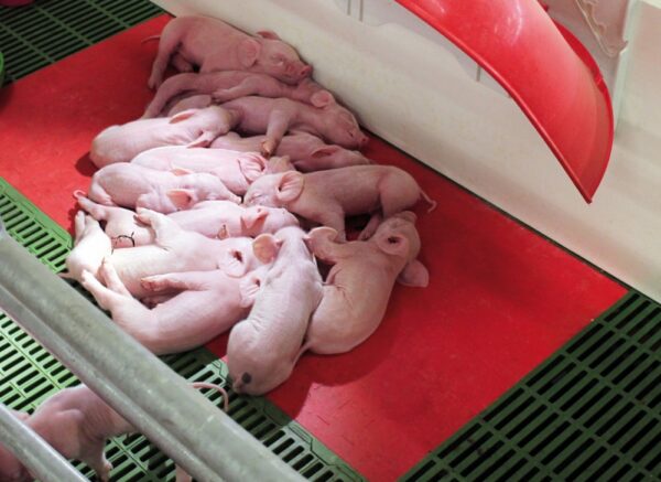 grejna ploča za prasiće